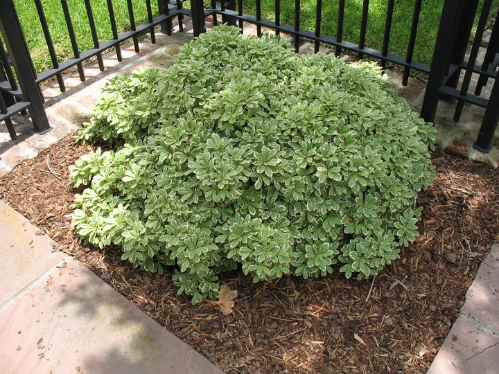 Pittosporum tobira 'Variegata' - 5 Gallon