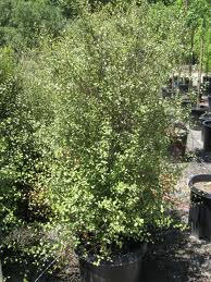Pittosporum Silver Sheen - 15 Gallon Column