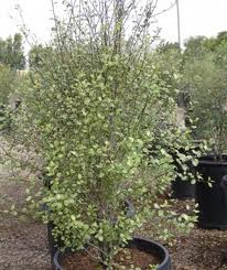 Pittosporum Silver Sheen - 15 Gallon Column