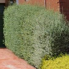 Pittosporum Silver Sheen - 15 Gallon Column