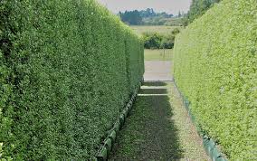 Pittosporum Silver Sheen - 15 Gallon Column
