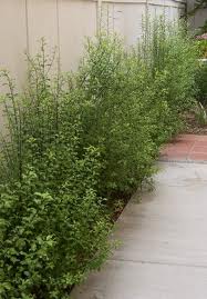Pittosporum Silver Sheen - 15 Gallon Column