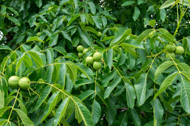 Placentia Walnut Tree - 24" Box