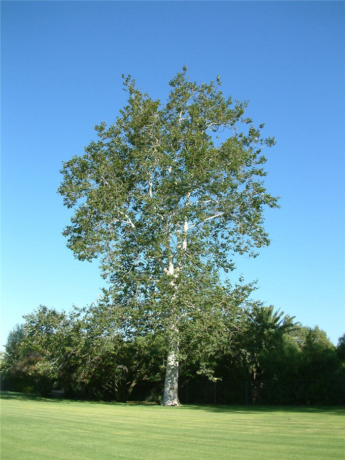 Platanus racemosa 'California Sycamore' - 15 Gallon