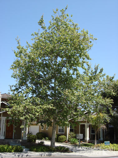 Platanus racemosa 'California Sycamore' - 15 Gallon