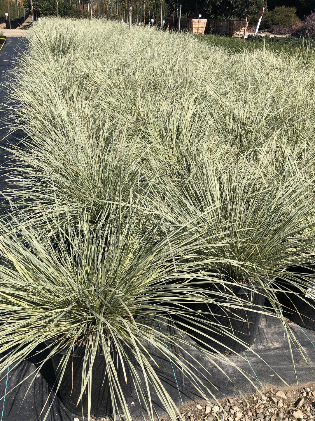 Lomandra Platinum Beauty - 5 Gallon