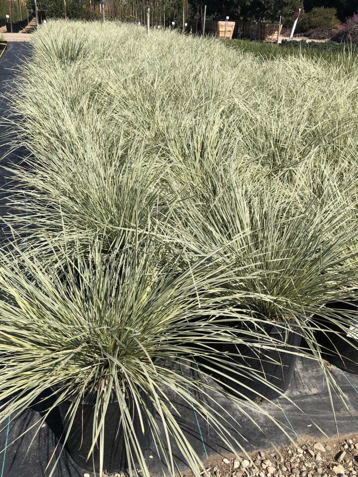 Lomandra Platinum Beauty - 5 Gallon