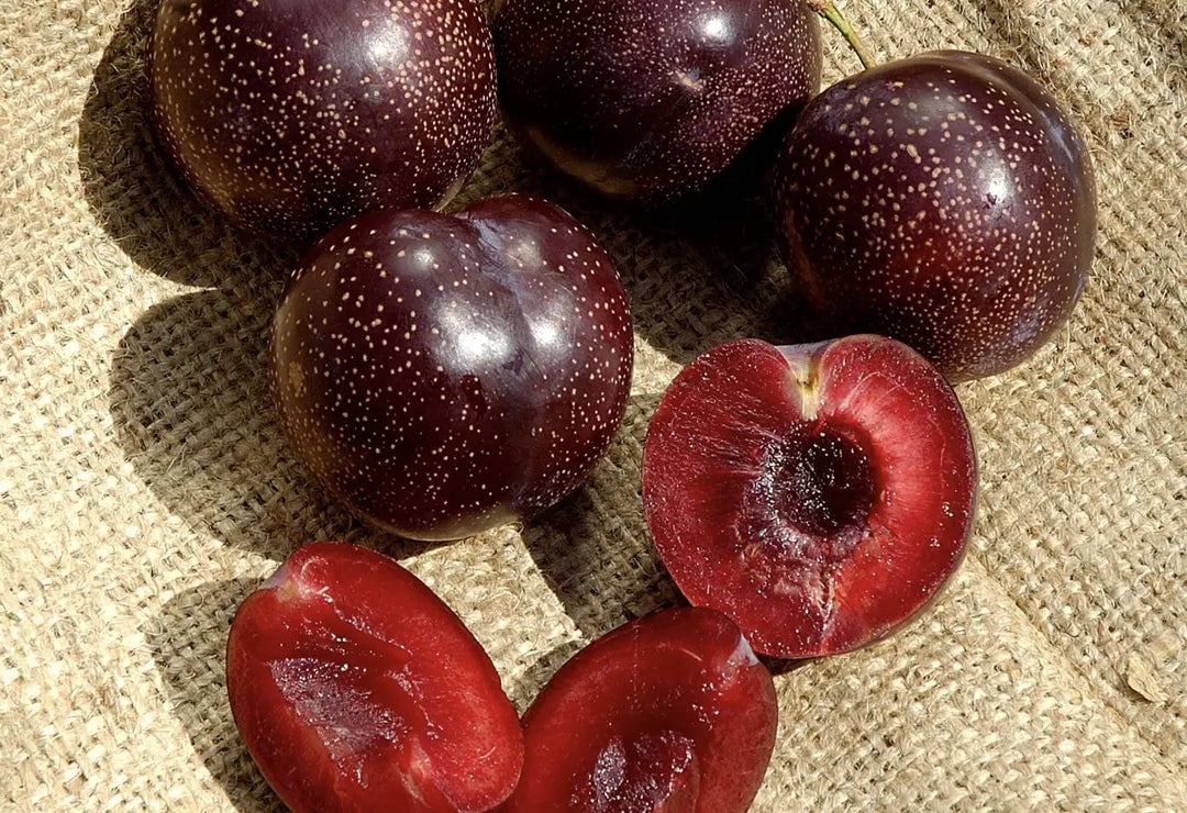 Mariposa Plum Tree - 15 Gallon