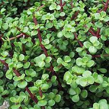 Portulacaria afra Elephant's Food - 5 Gallon