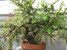Portulacaria afra Elephant's Food - 5 Gallon