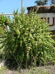 Portulacaria afra Elephant's Food - 5 Gallon