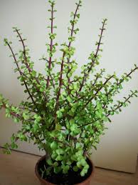 Portulacaria afra Elephant's Food - 5 Gallon