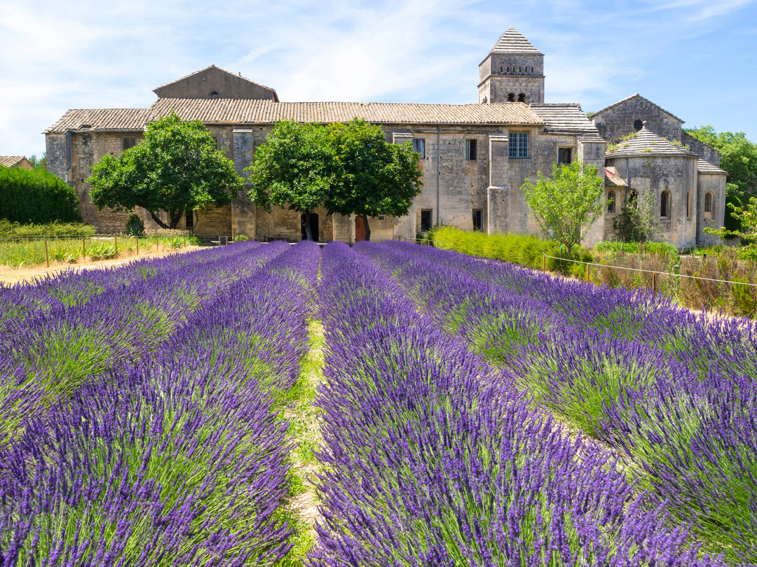 Provence Lavender - 5 Gallon
