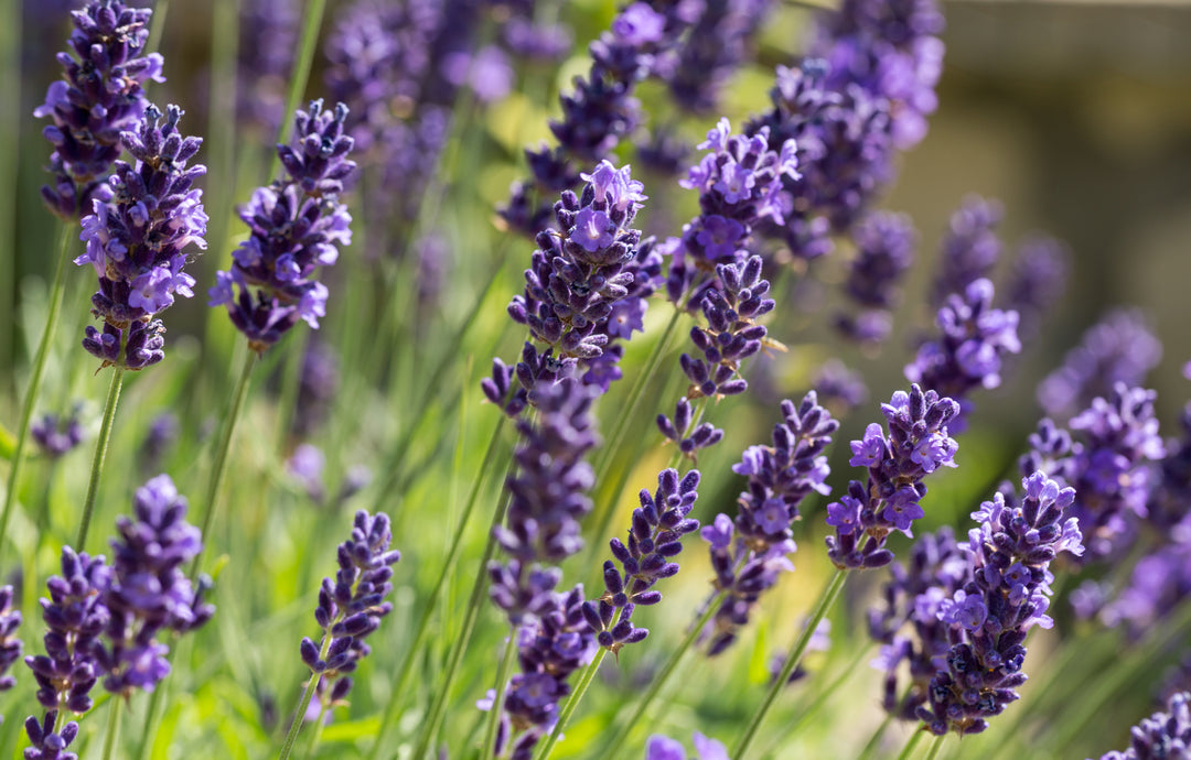 Provence Lavender - 5 Gallon