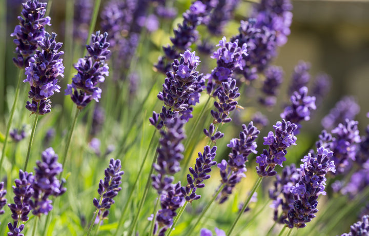 Provence Lavender - 5 Gallon