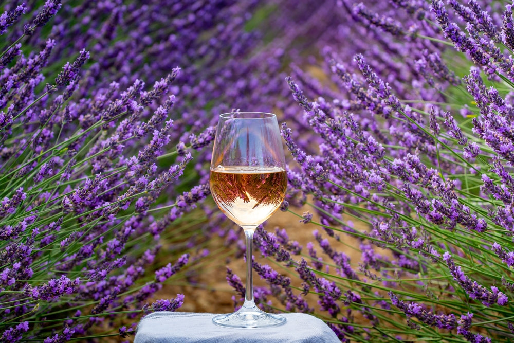 Provence Lavender - 5 Gallon