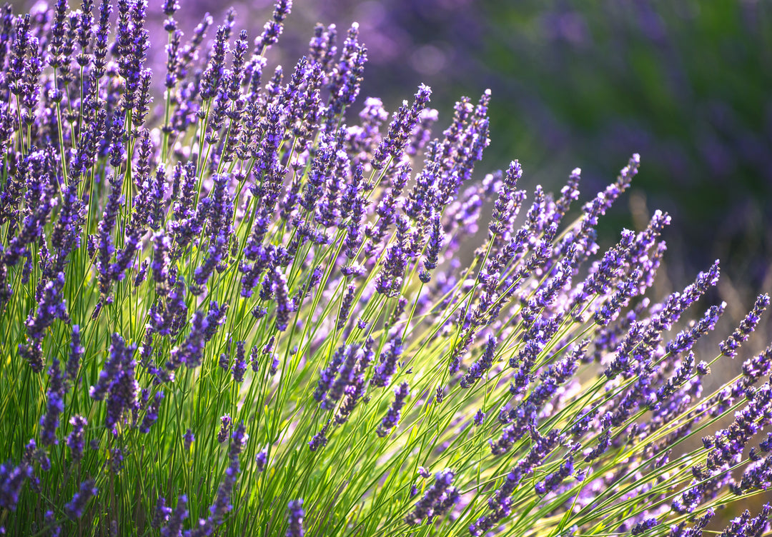 Provence Lavender - 5 Gallon