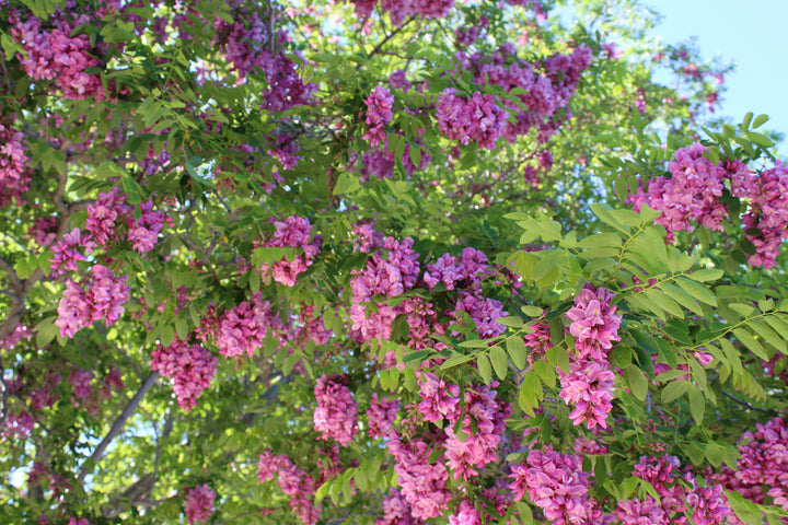 Purple Robe Robinia Tree