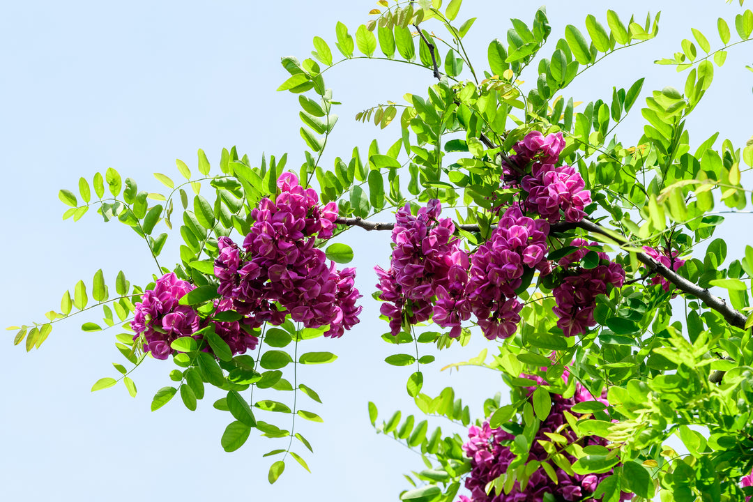 Purple Robe Robinia Tree