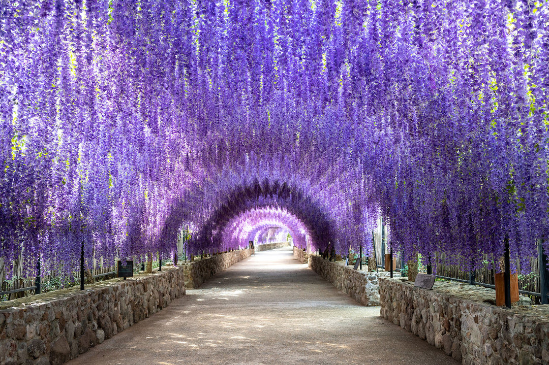 Purple Wisteria Vine - 15 Gallon Staked