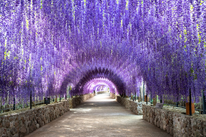 Purple Wisteria Vine - 15 Gallon Staked