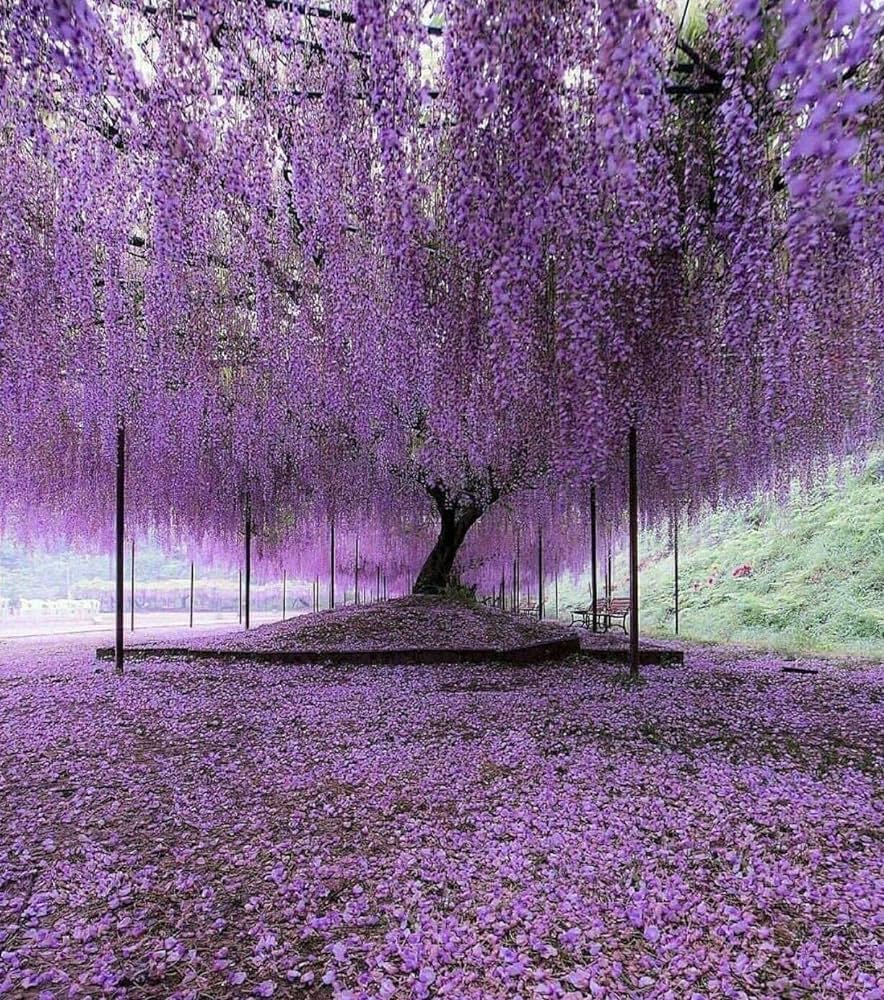 Purple Wisteria Vine - 15 Gallon Staked