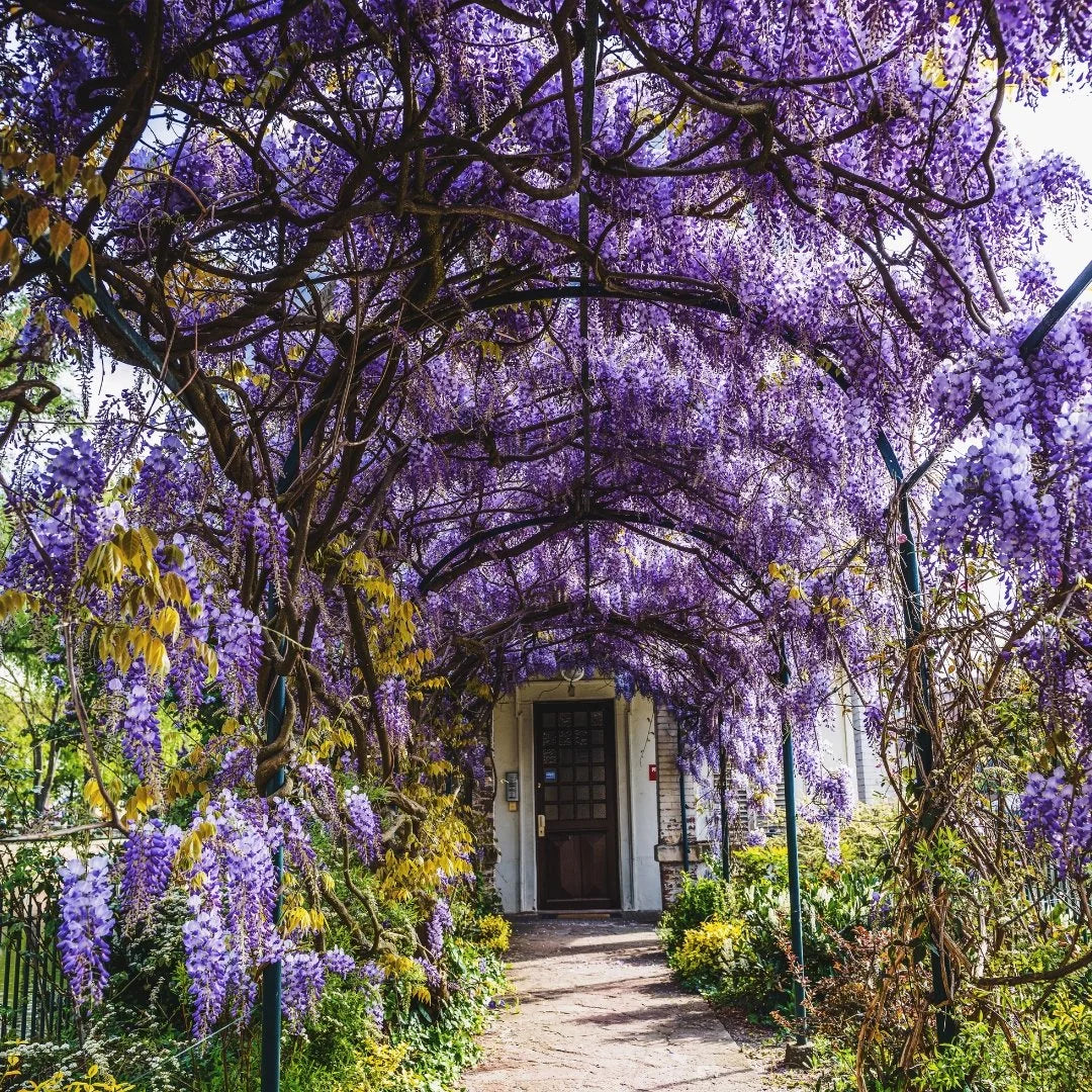 Purple Wisteria Vine - 15 Gallon Staked