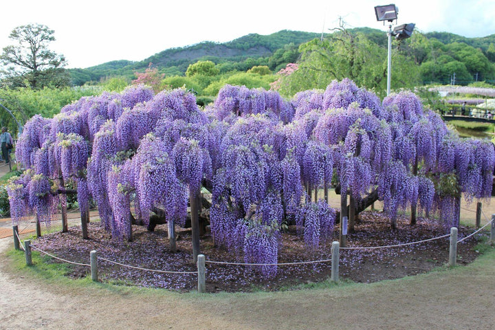 Purple Wisteria Vine - 15 Gallon Staked