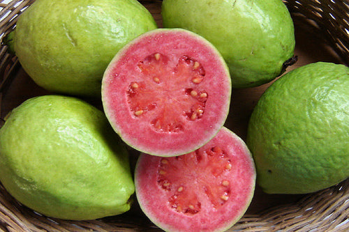 Guava Red Tree - 24" Box 