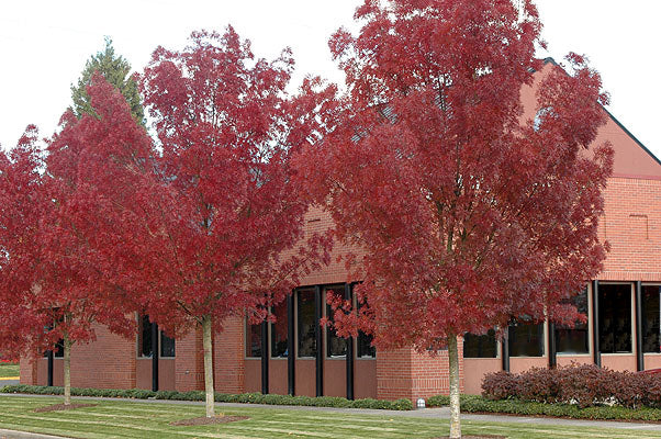 Raywood Ash ( Fraxinus oxycarpa ) - 15 Gallon Standard