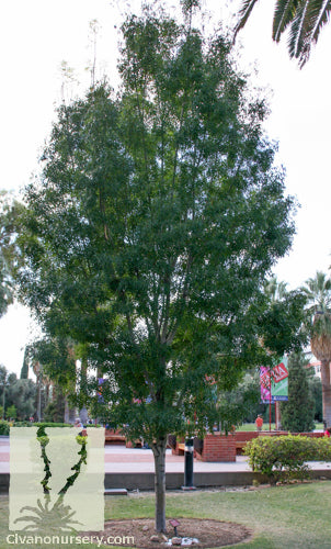 Raywood Ash ( Fraxinus oxycarpa ) - 15 Gallon Standard