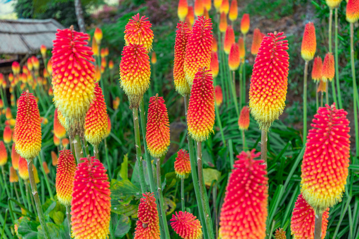 Red Hot Poker