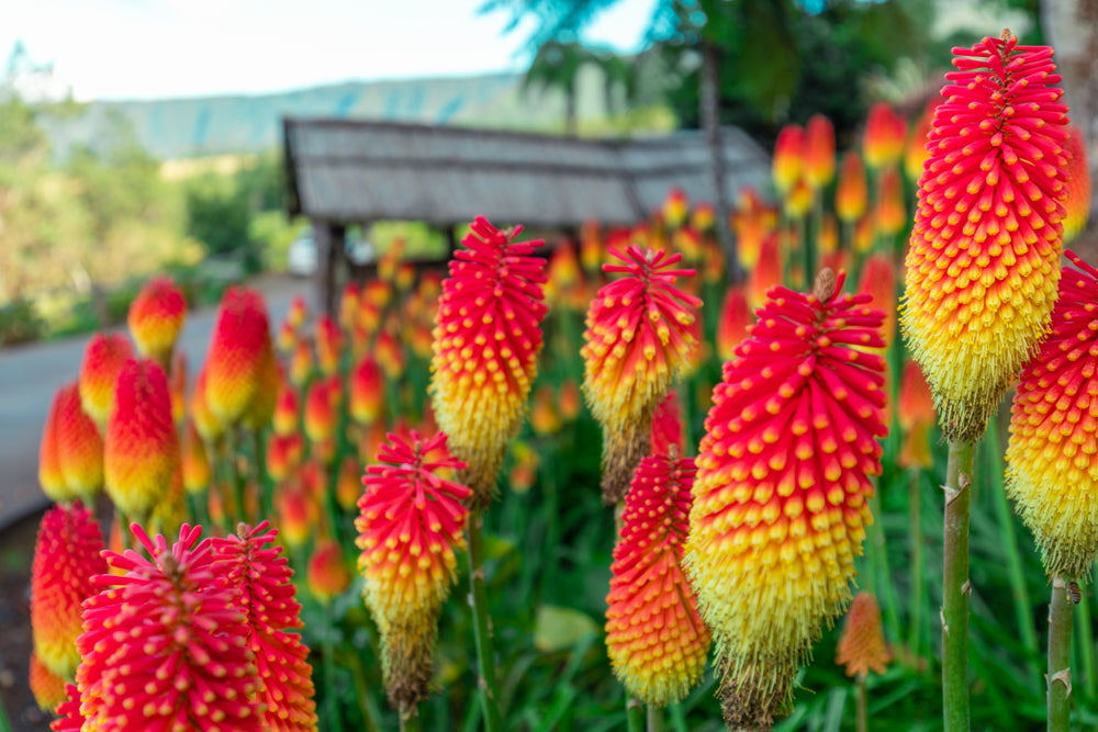 Red Hot Poker