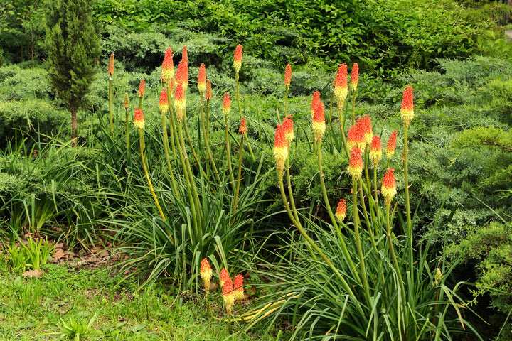 Red Hot Poker