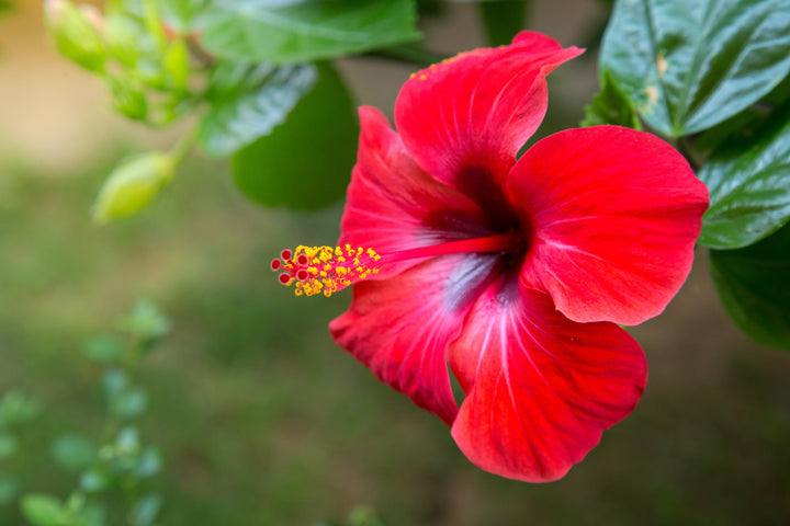Red Hibiscus - 5 Gallon