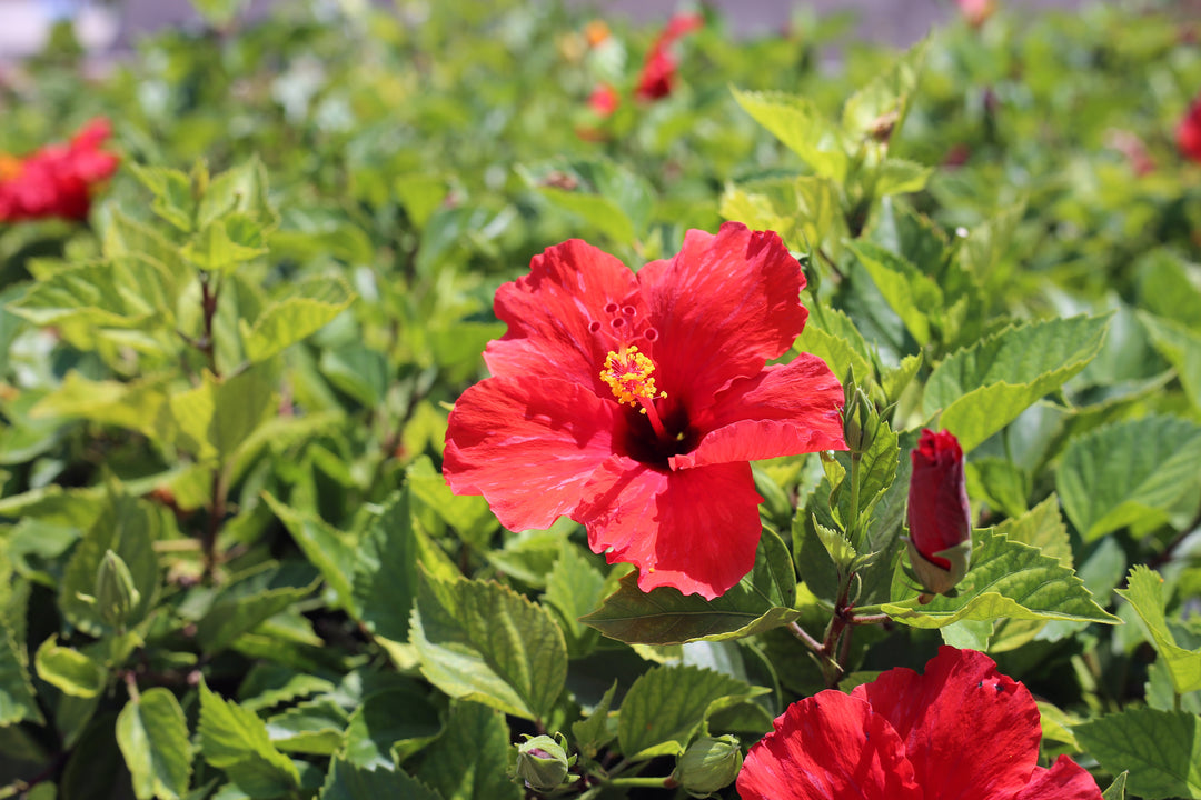 Red Hibiscus - 5 Gallon