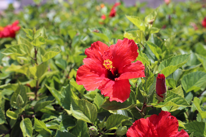 Red Hibiscus - 5 Gallon