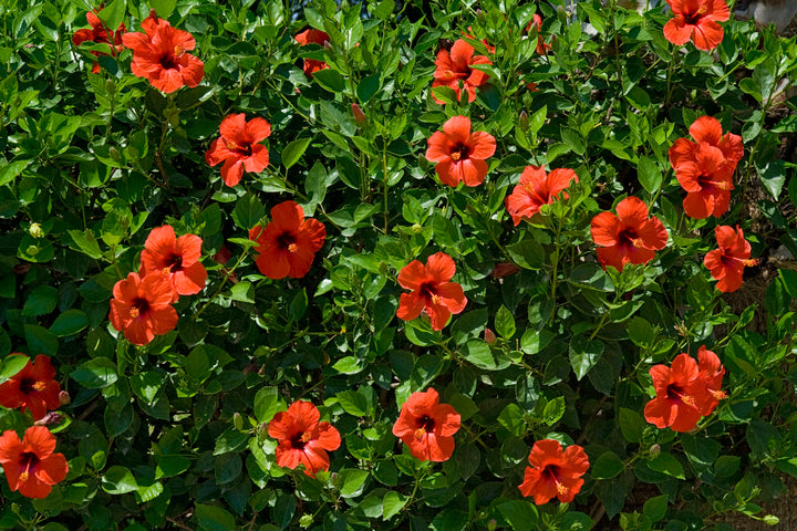 Red Hibiscus - 5 Gallon