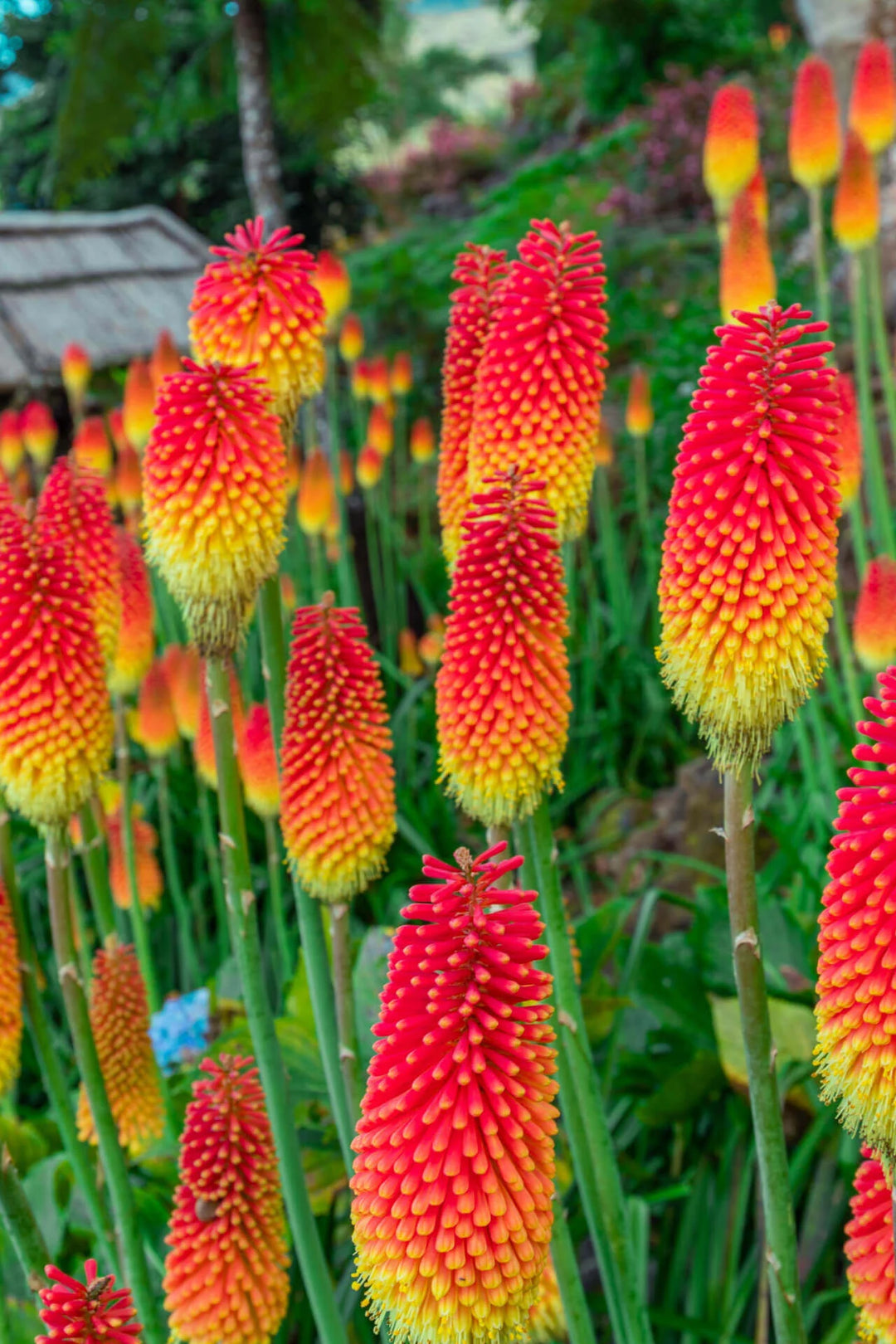 Red Hot Poker - 5 Gallon