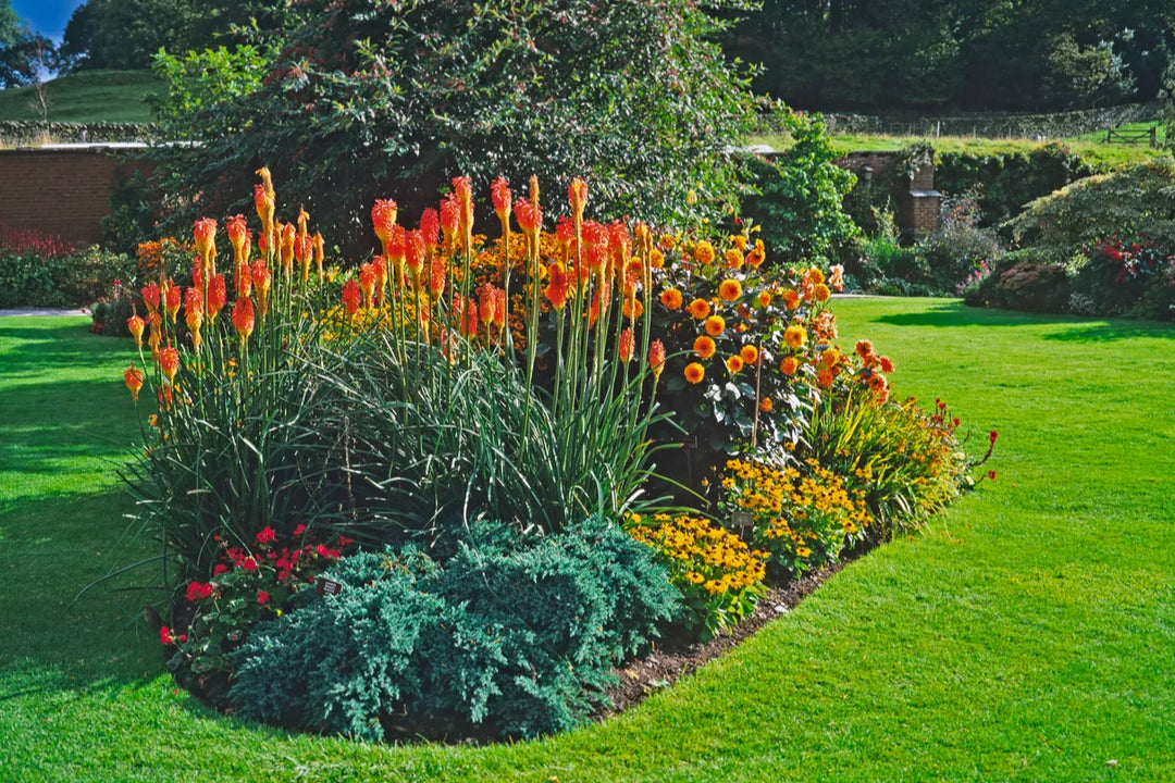 Red Hot Poker - 5 Gallon