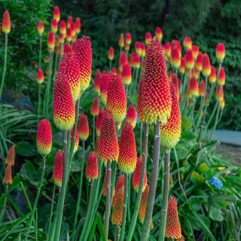 Red Hot Poker - 5 Gallon