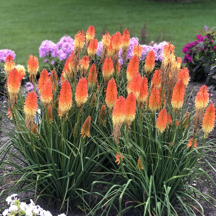 Red Hot Poker - 5 Gallon