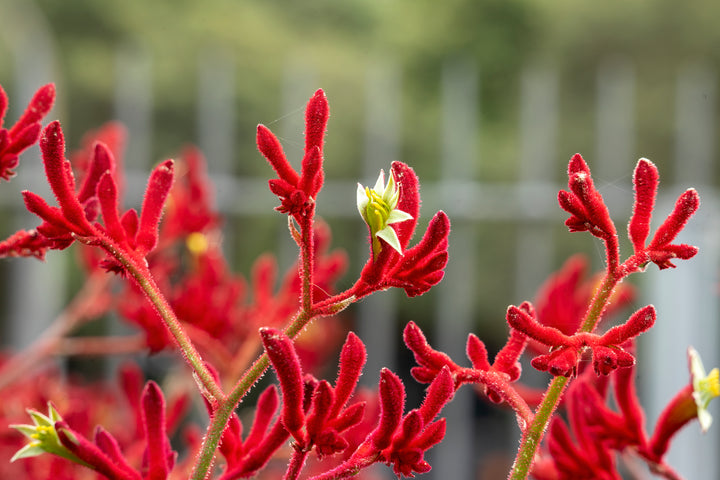 Red Kangaroo Paw