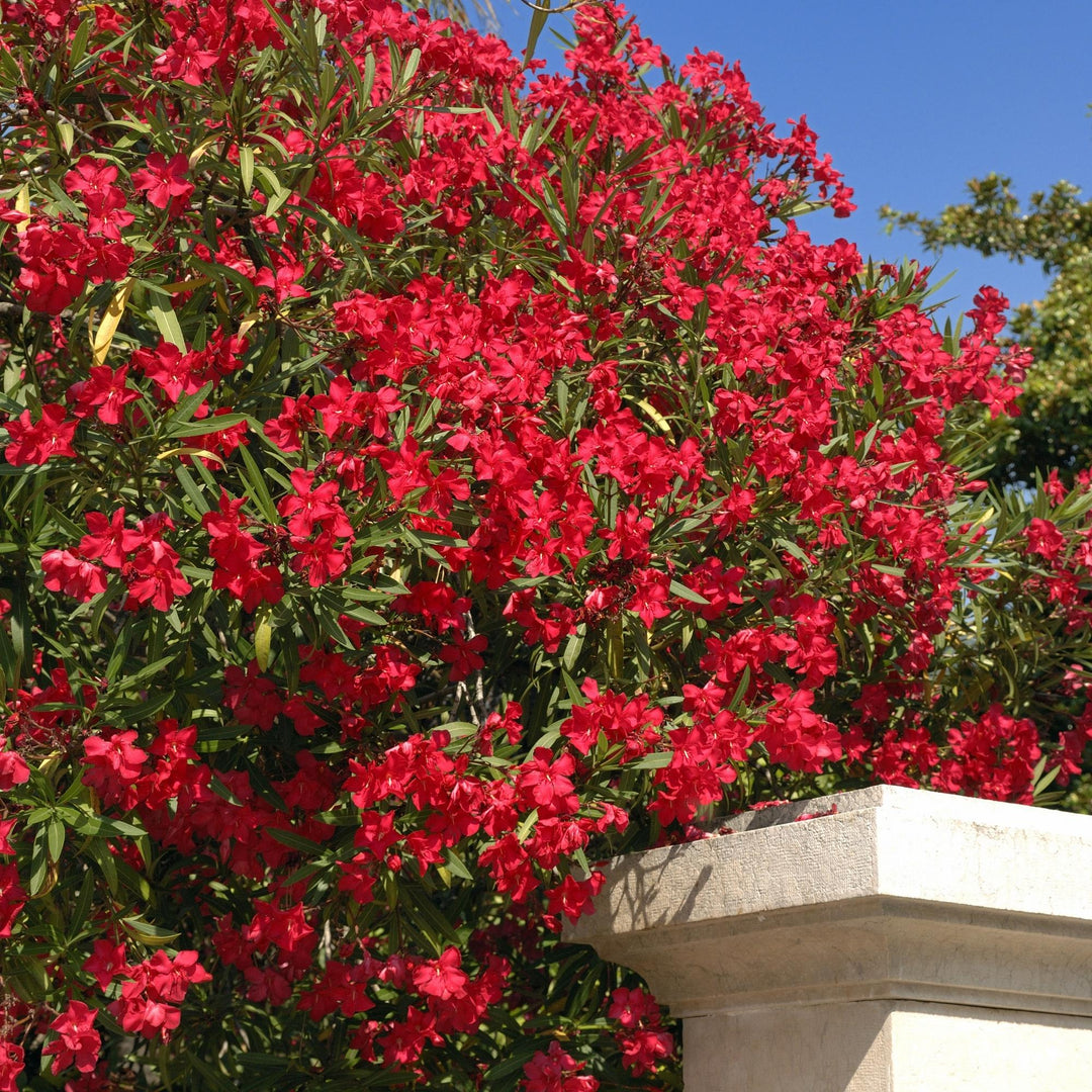 Red Oleander - 5 Gallon