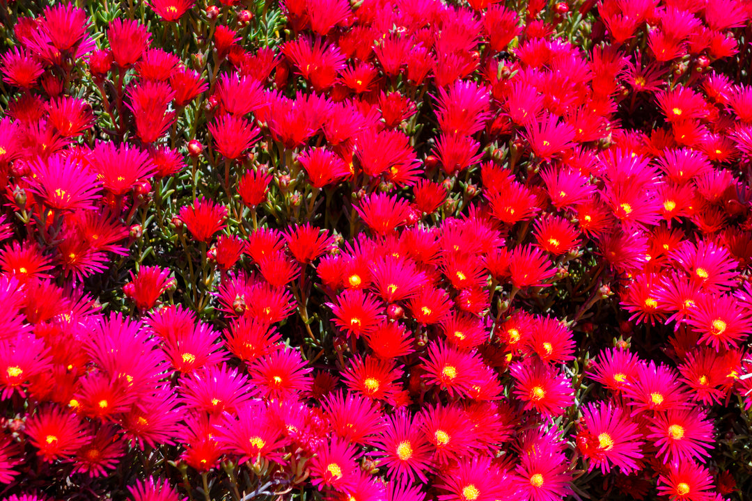 Red Trailing Ice Plant - Flat