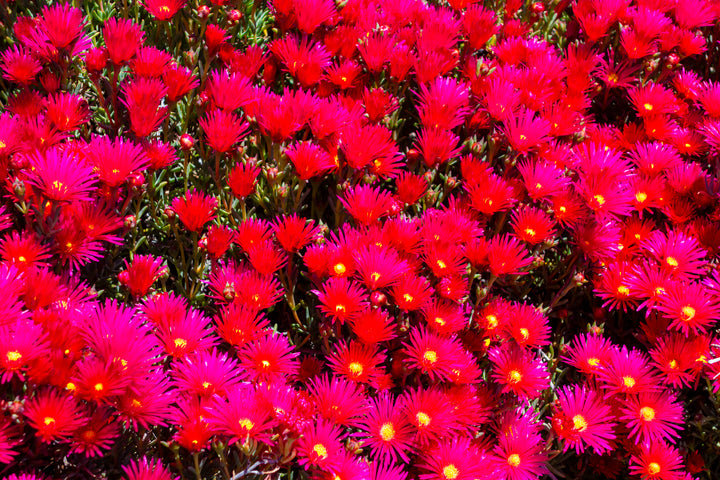 Red Trailing Ice Plant - Flat