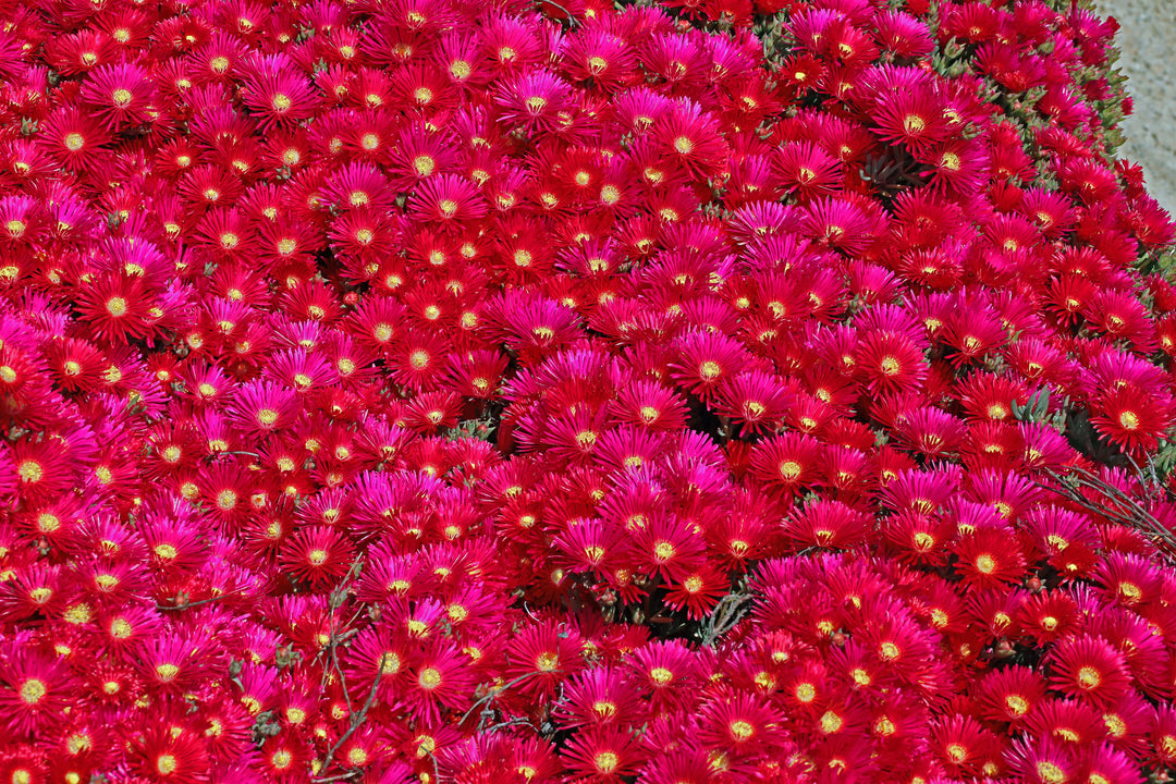 Red Trailing Ice Plant - Flat