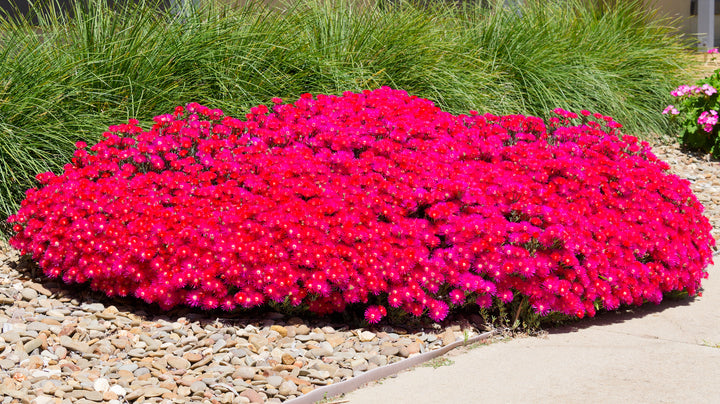 Red Trailing Ice Plant - Flat