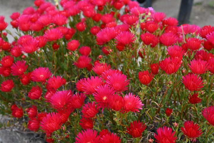 Red Trailing Ice Plant - Flat