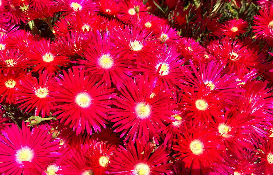 Red Trailing Ice Plant - Flat